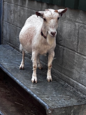 X2 Female Pygmy goats adults 