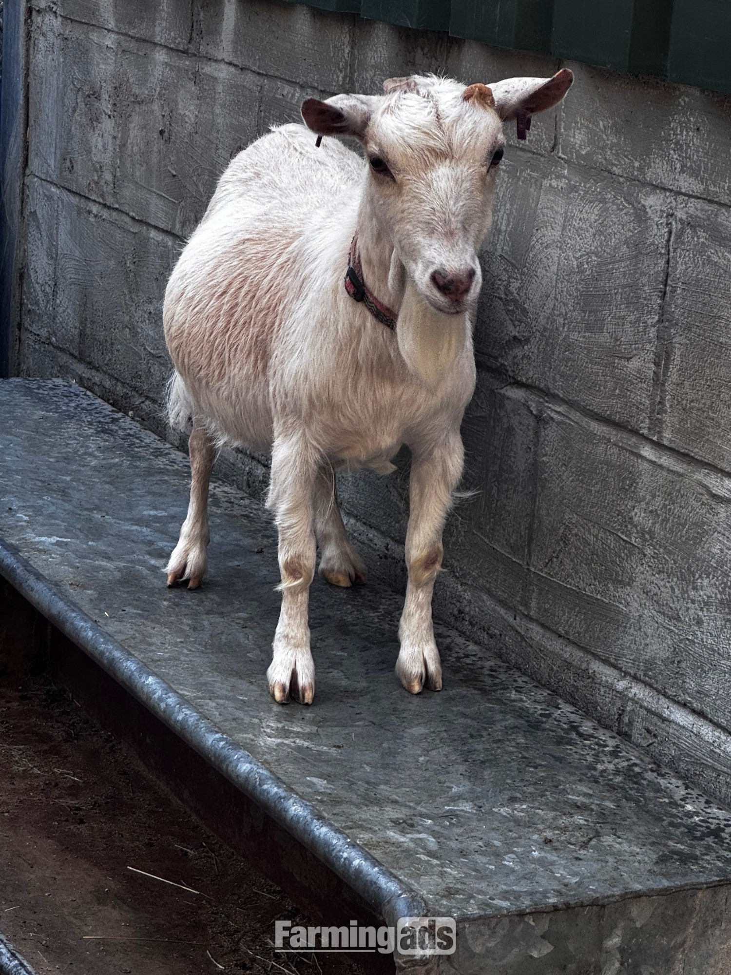X2 Female Pygmy goats adults 