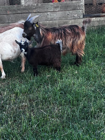 Female and male Pygmy kids ready to leave 