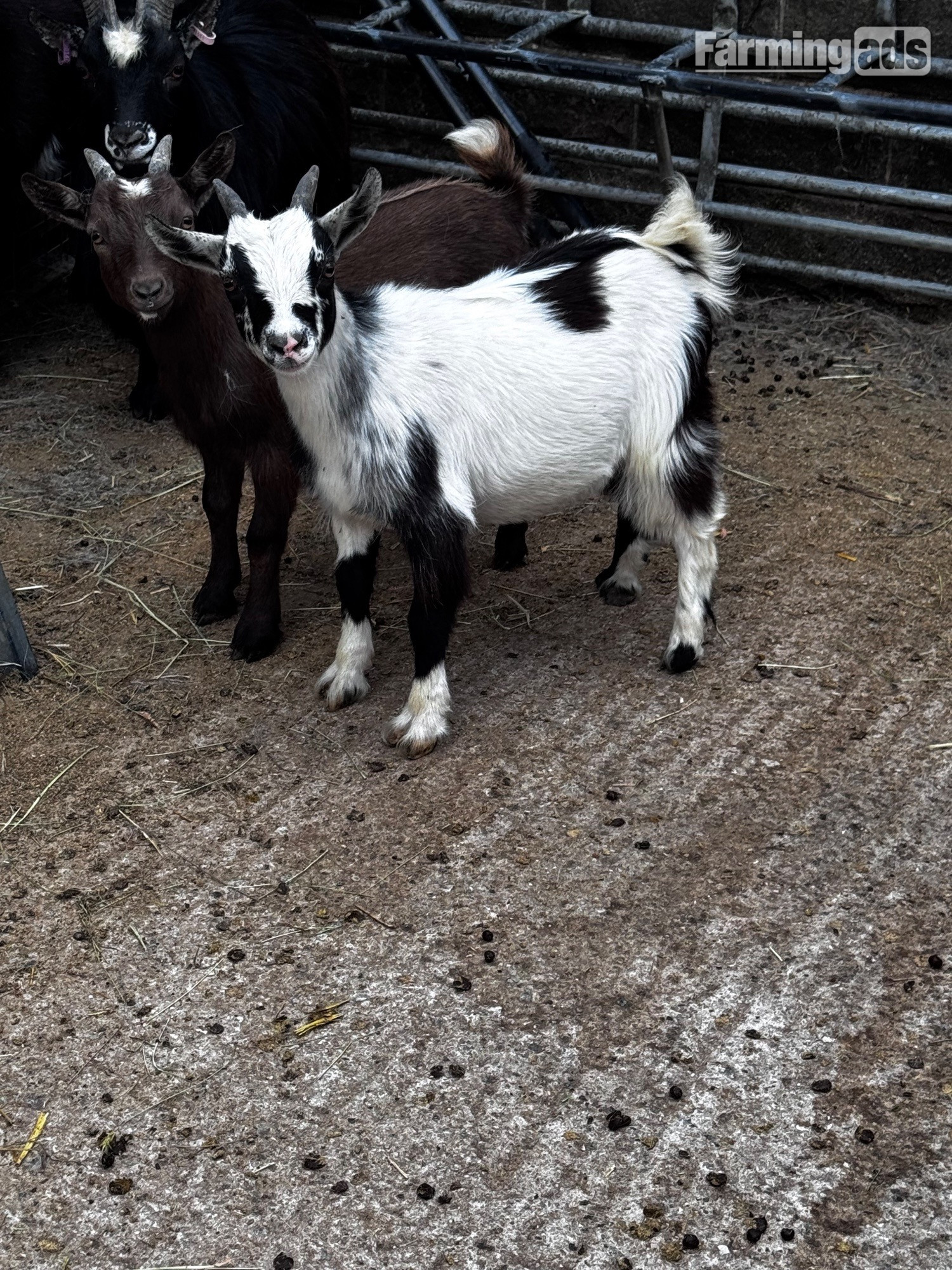  Female and male Pygmy kids ready to leave 