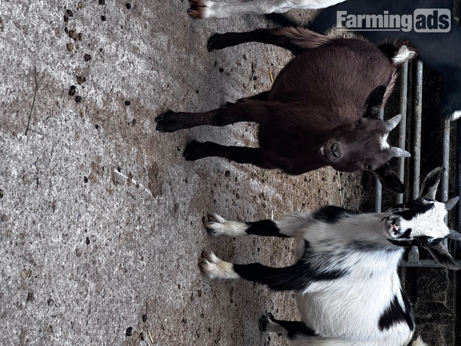 Female and male Pygmy kids ready to leave  - {CATEGORY}