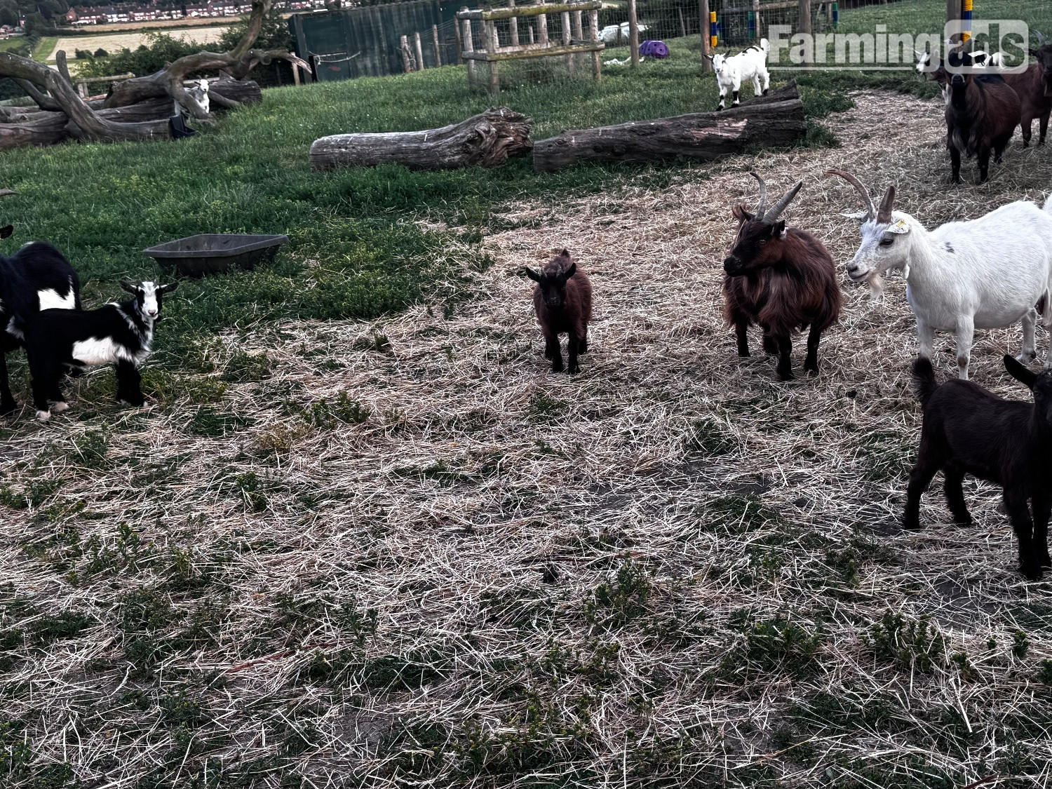 Female and male Pygmy kids ready to leave  - {CATEGORY}