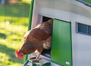 Omlet chicken coops
