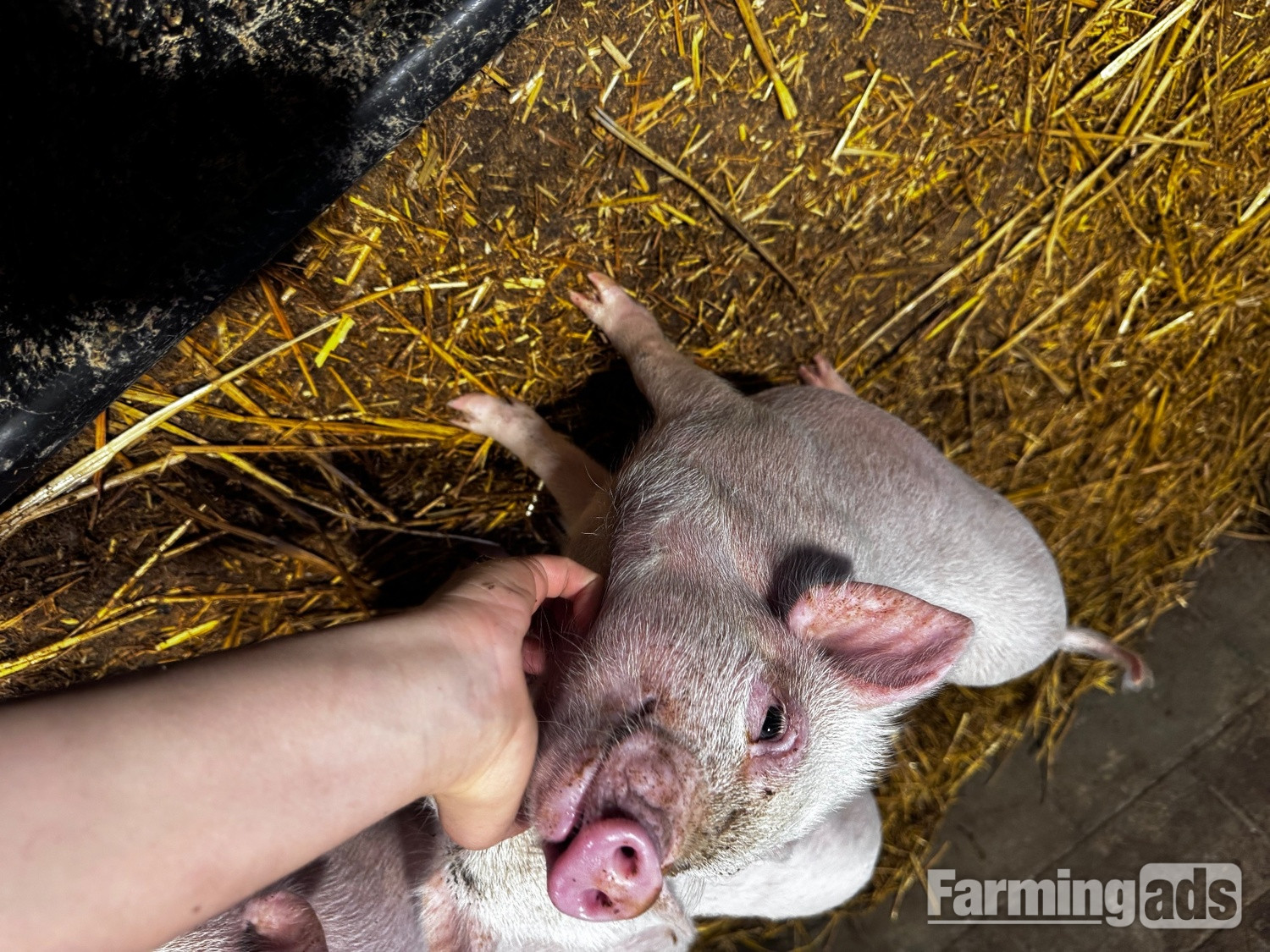 READY TO LEAVE!  We have 5 beautiful Juliana piglets 