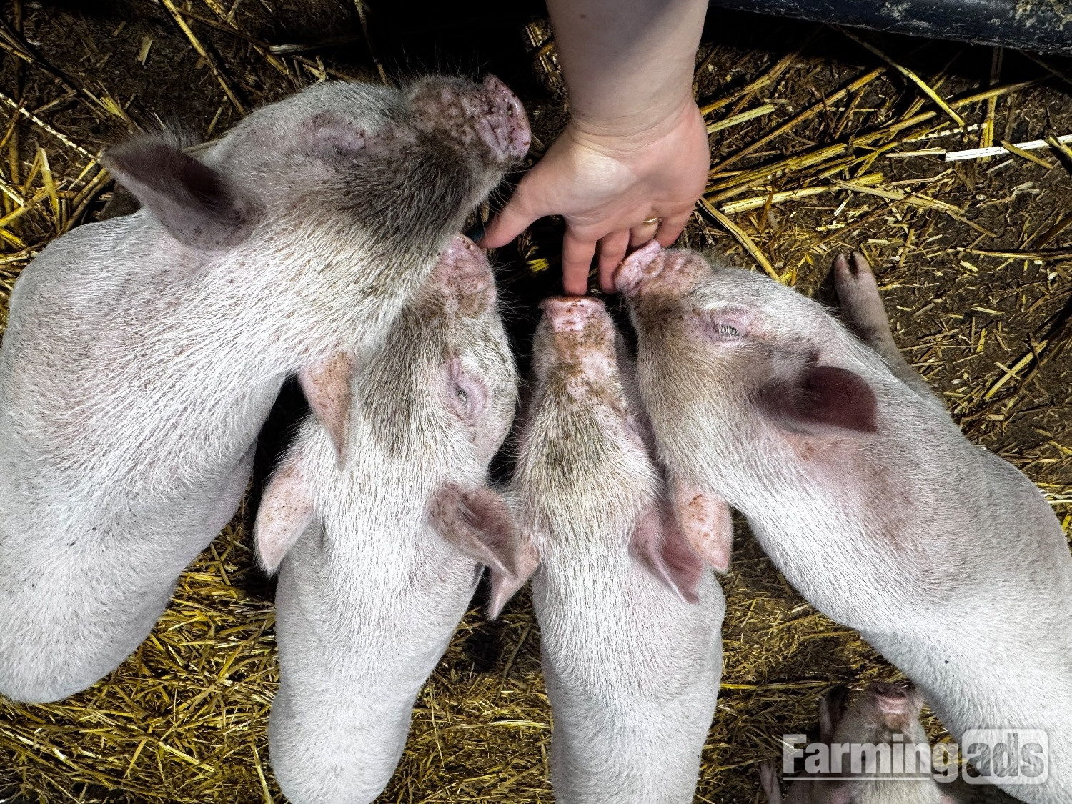  READY TO LEAVE!  We have 5 beautiful Juliana piglets 