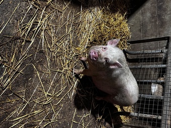 READY TO LEAVE!  We have 5 beautiful Juliana piglets 