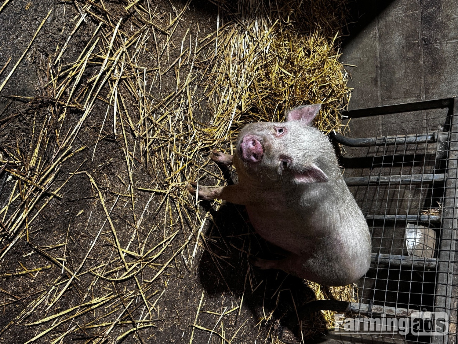 READY TO LEAVE!  We have 5 beautiful Juliana piglets  - {CATEGORY}