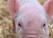 20 middle white piglets in Guildford
