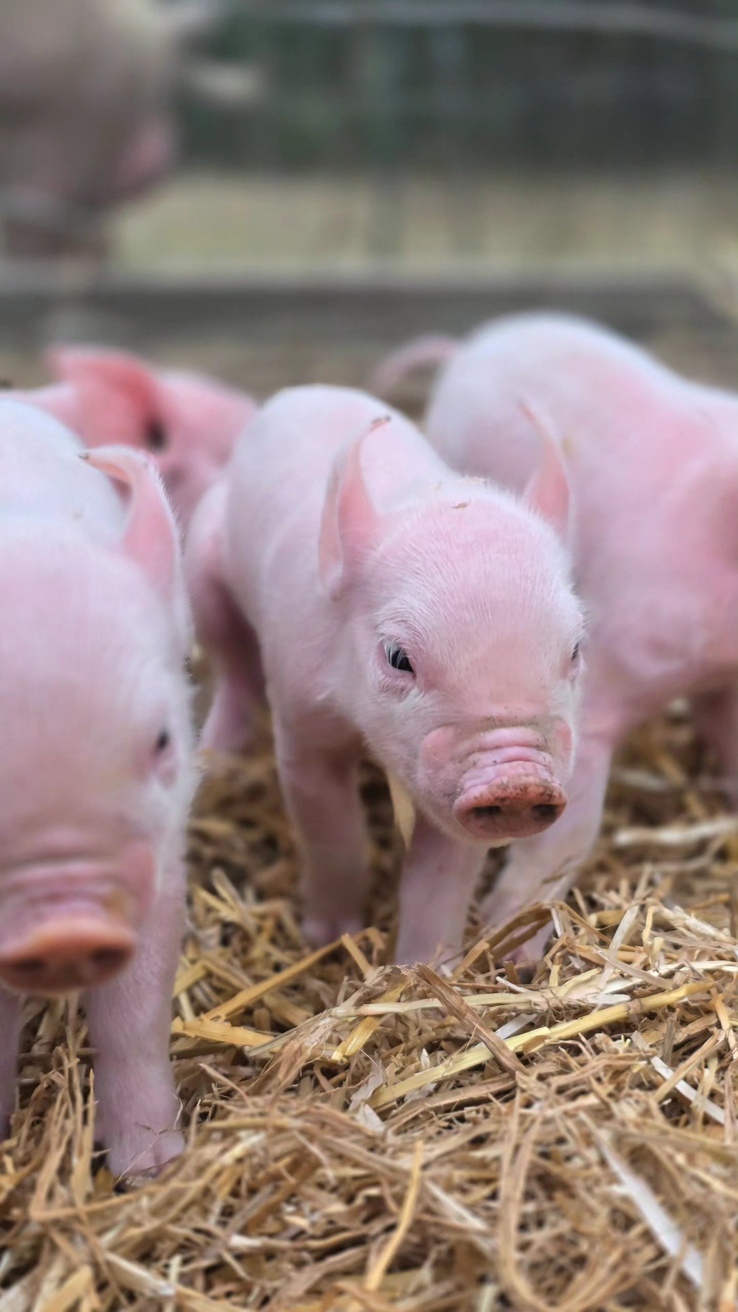 20 middle white piglets in Guildford