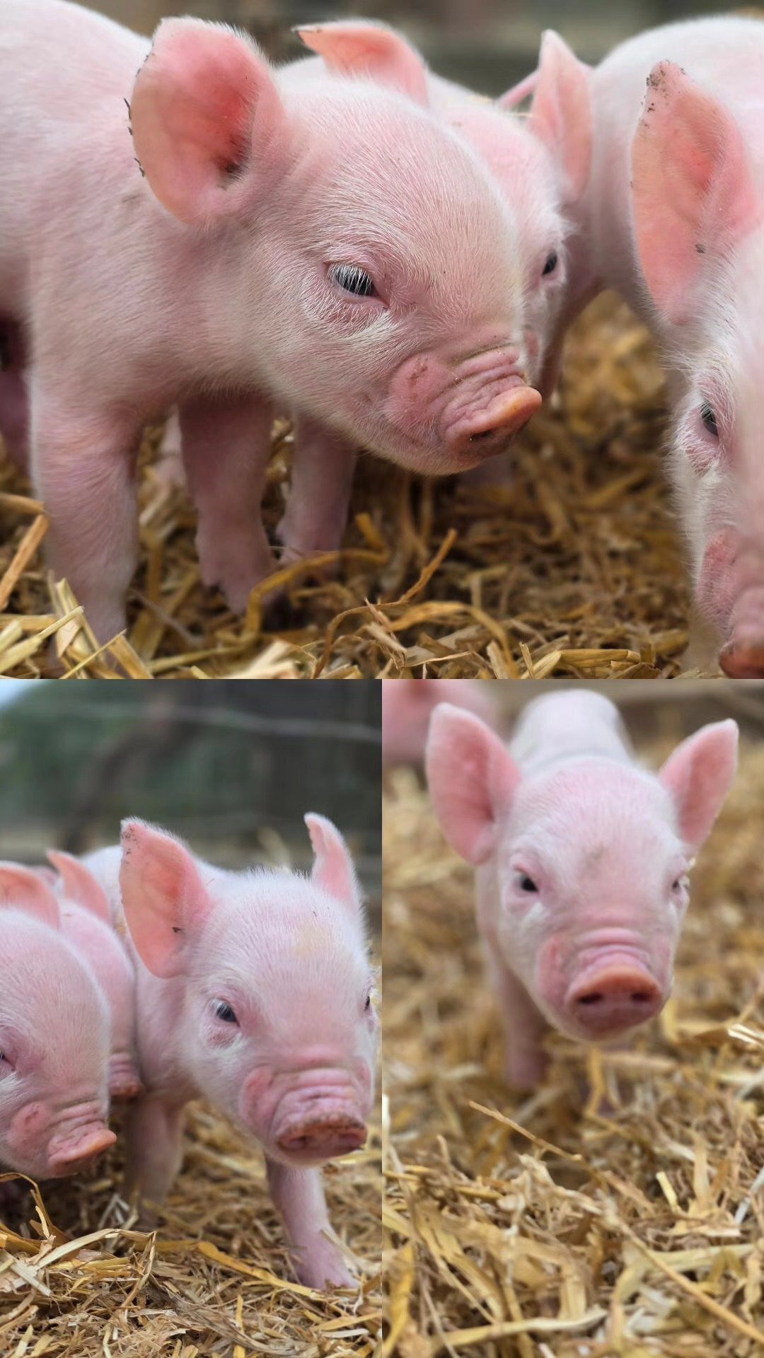  20 middle white piglets in Guildford