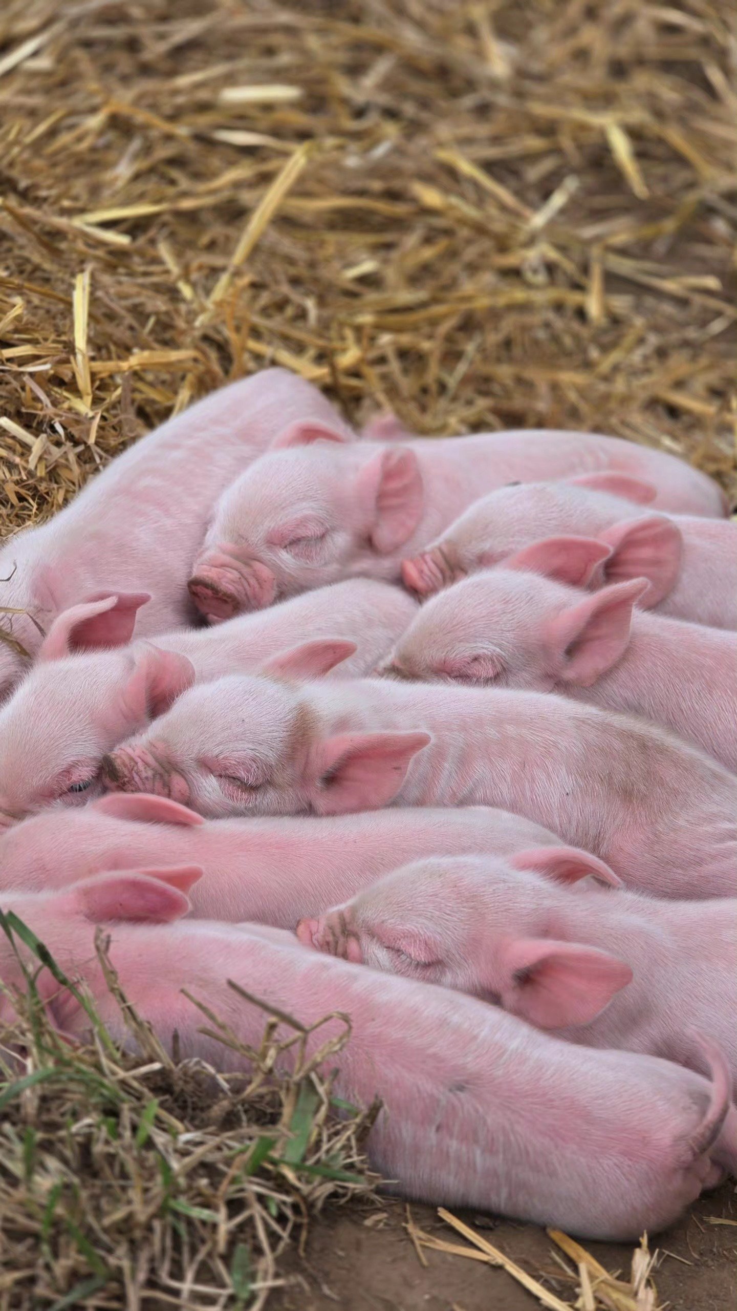20 middle white piglets in Guildford - {CATEGORY}