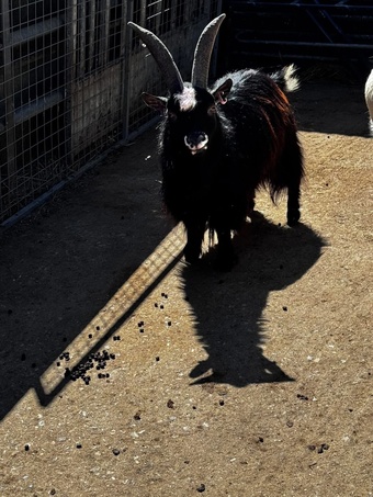 For sale: Male pygmy goat 1-year-old long-haired male pygmy goat