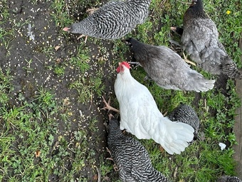 Point of Lays for Sale - Mixture of Breeds - Lancashire