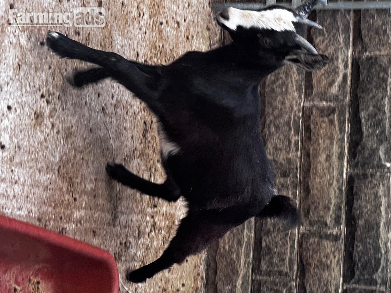 Lovely black and white Pygmy goat female 