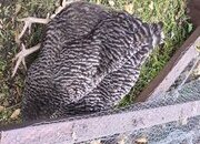 Plymoth Rock pullet