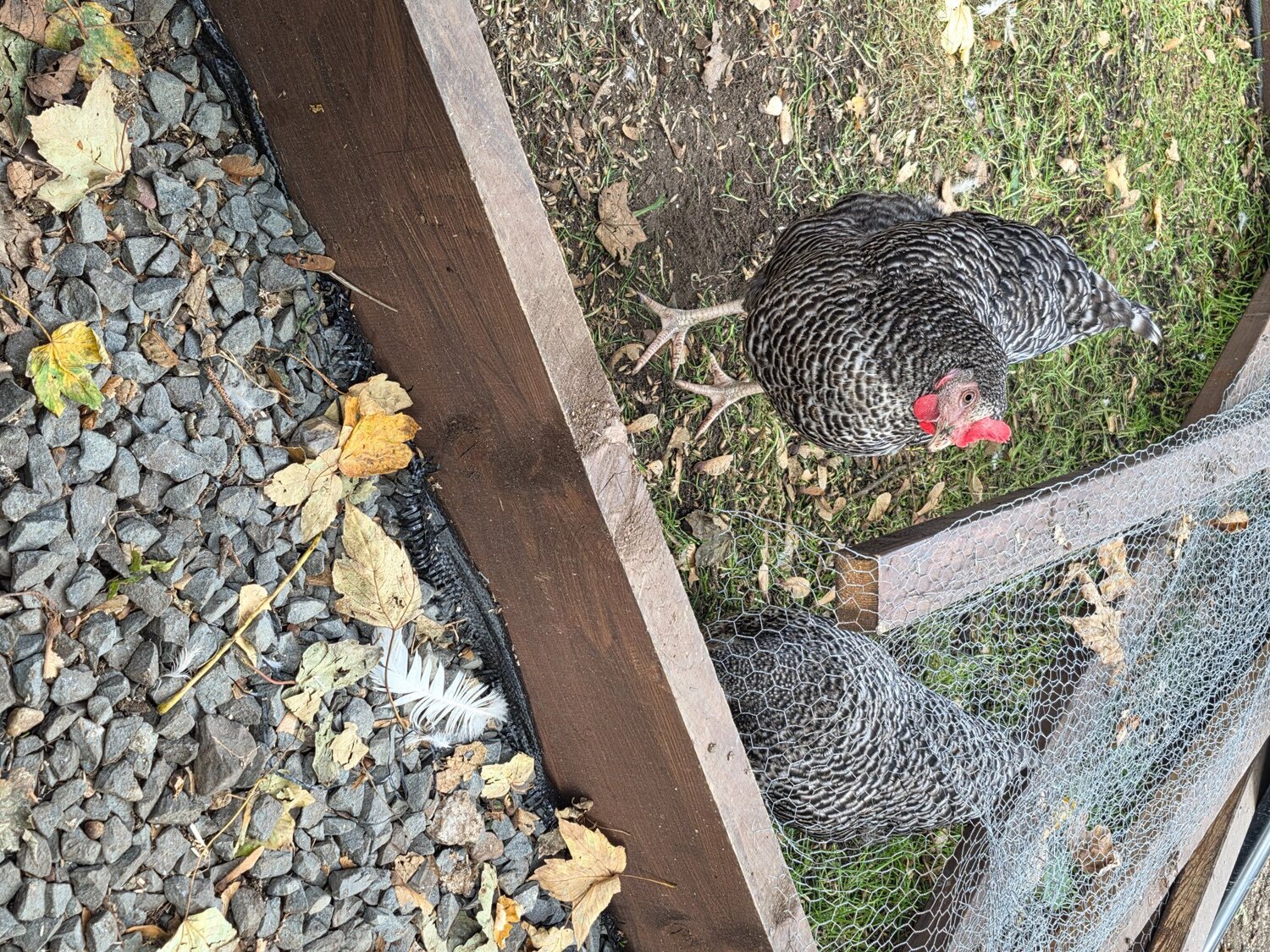 Plymoth Rock pullet