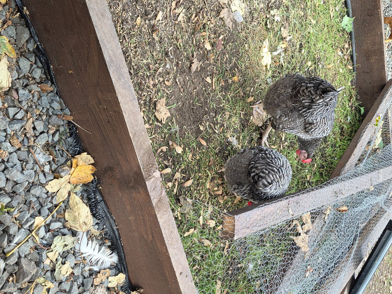  Plymoth Rock pullet