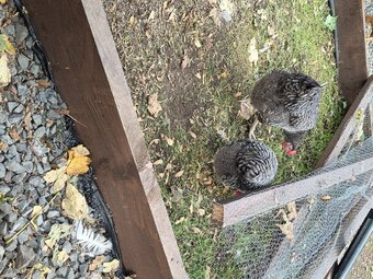 Plymoth Rock pullet