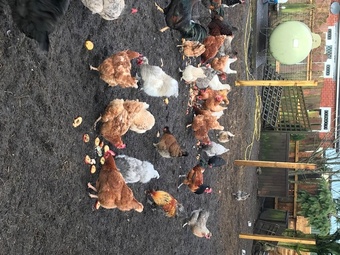 Nova Browns / Warrens - Point of Lay Hens