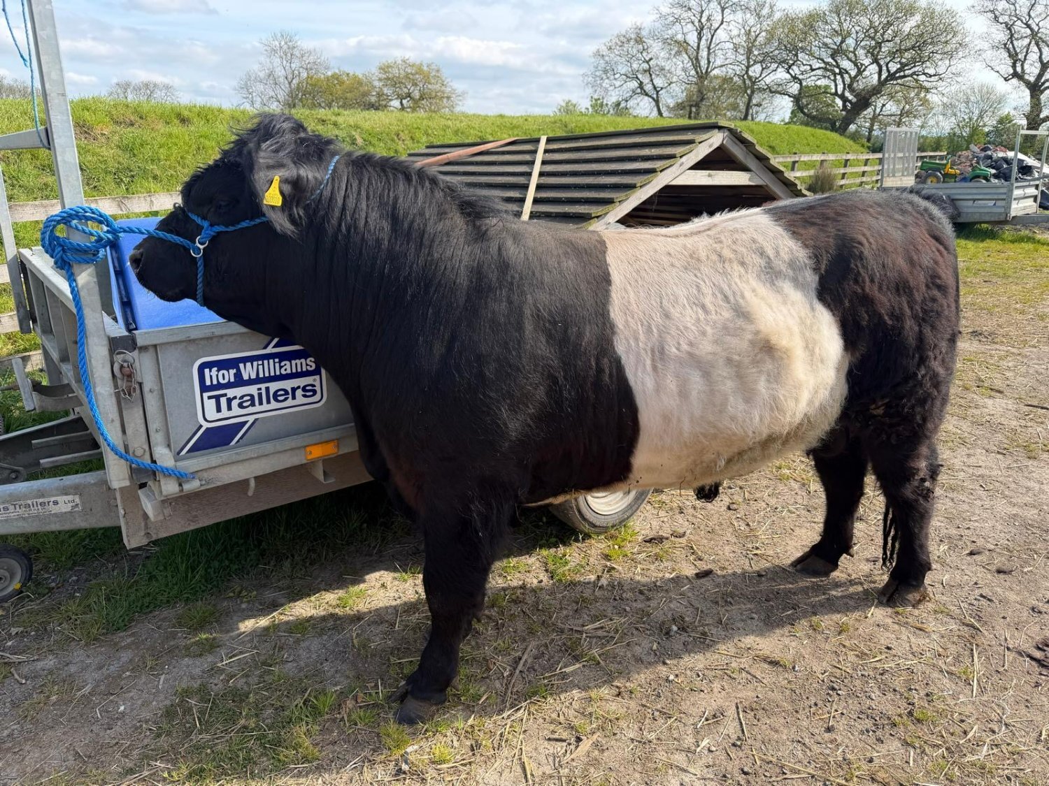 Belted Galloway Bull For Sale