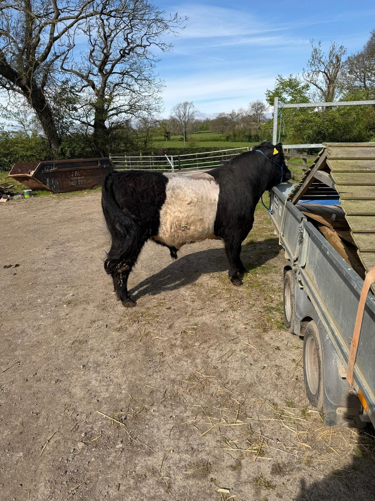 Belted Galloway Bull For Sale