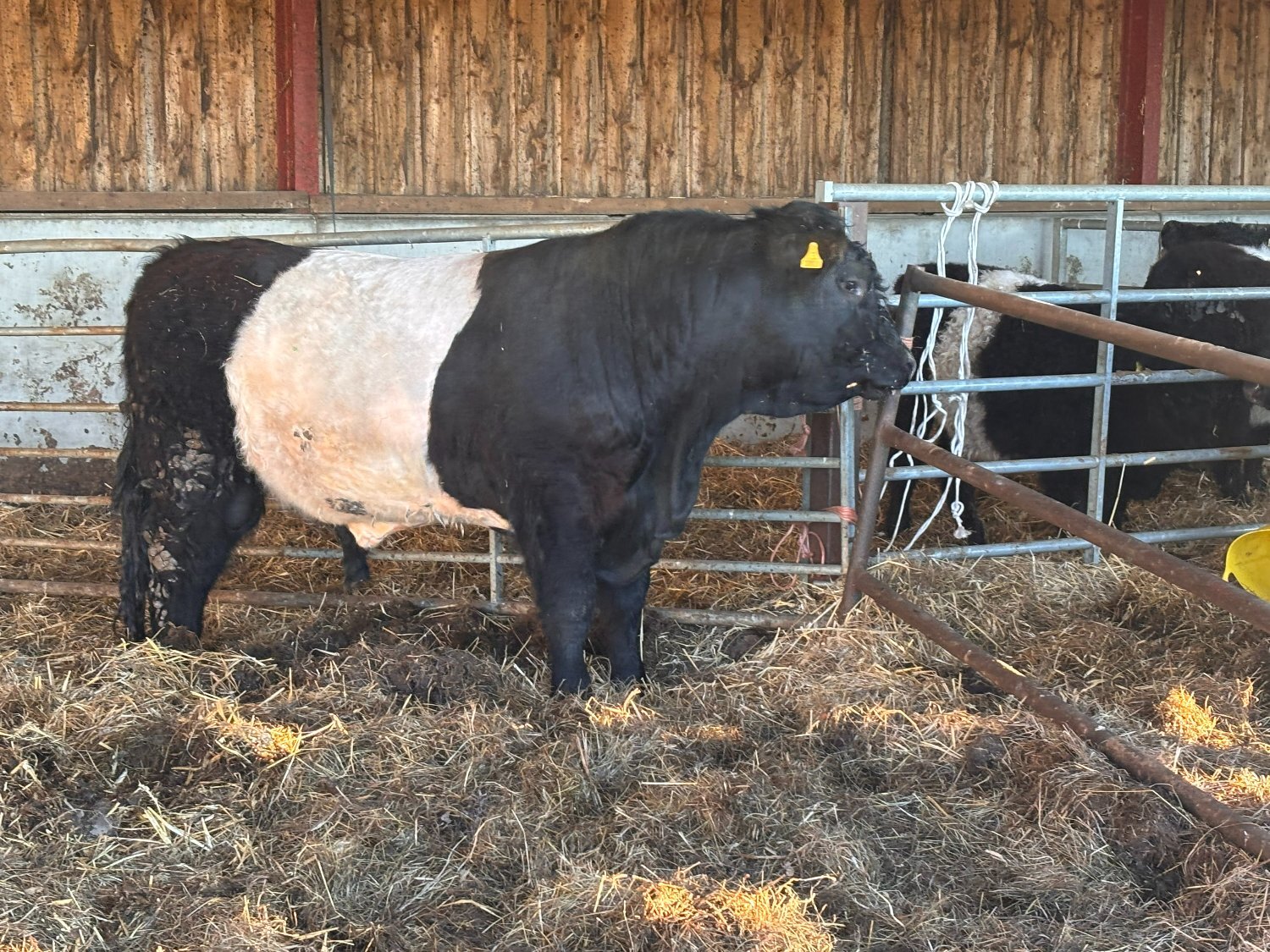  Belted Galloway Bull For Sale
