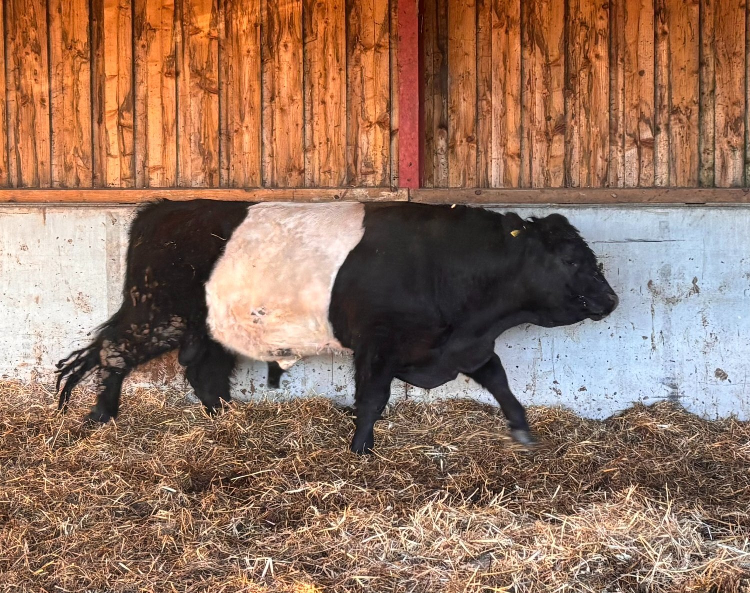 Belted Galloway Bull For Sale - {CATEGORY}