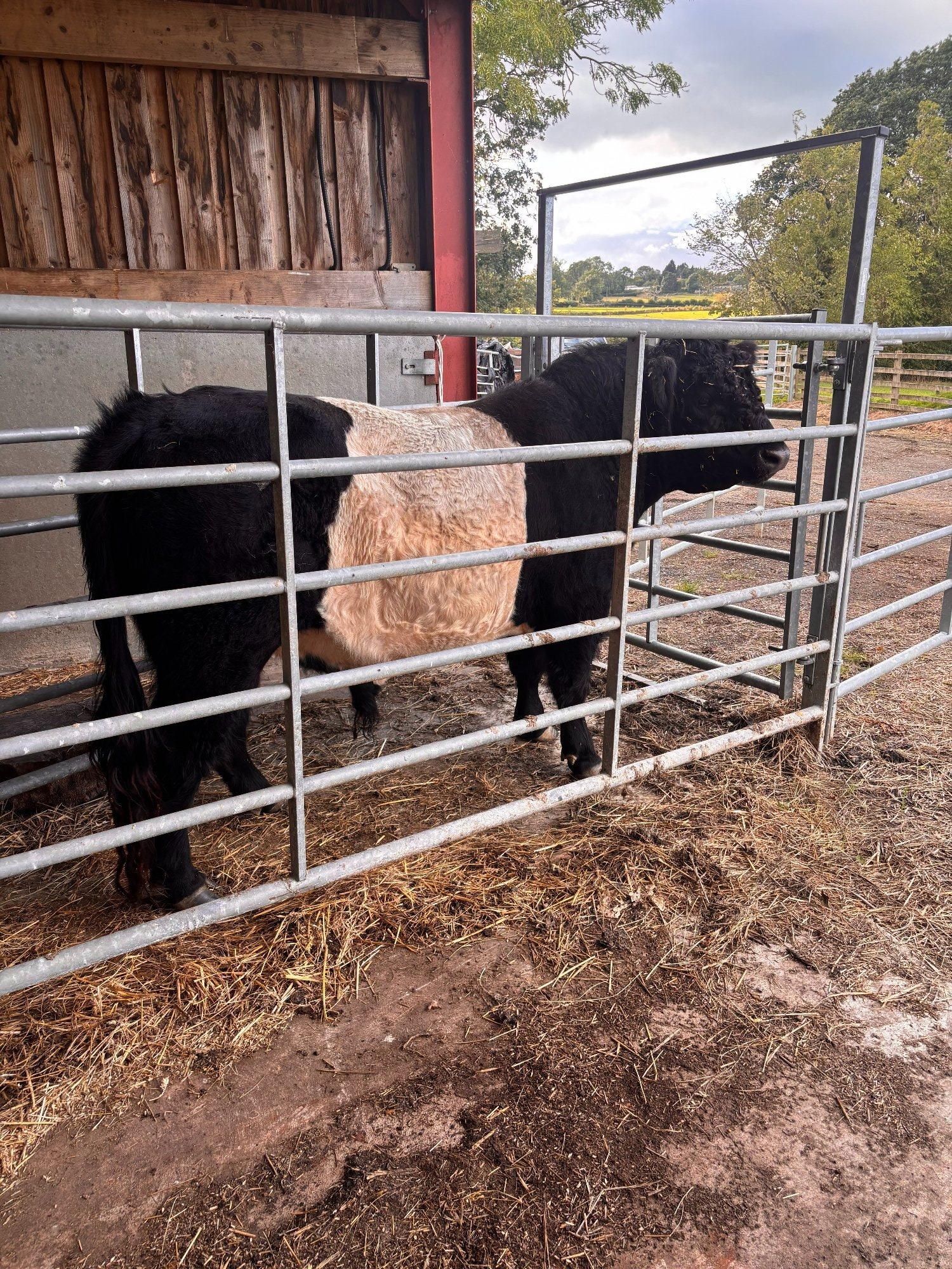 Belted Galloway Bull For Sale - {CATEGORY}