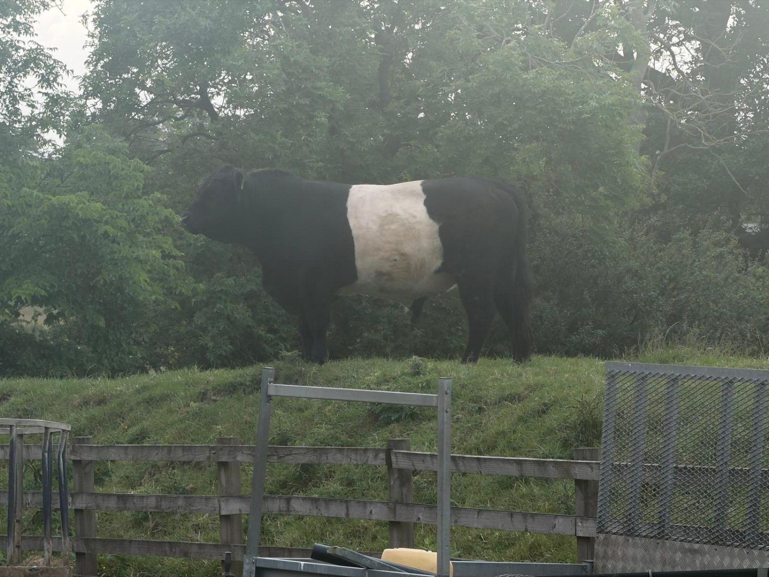 Belted Galloway Bull For Sale 