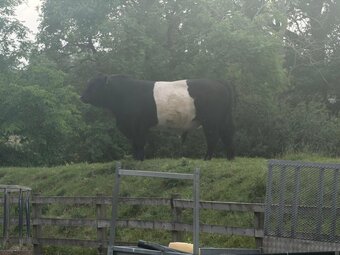 Belted Galloway Bull For Sale