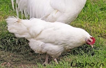 White Leghorns - Point of Lay Hens