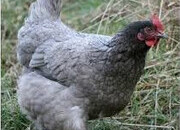 Quality Hybrid Chickens at Point of lay
