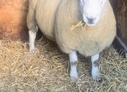 North country Cheviot NCC tup park type