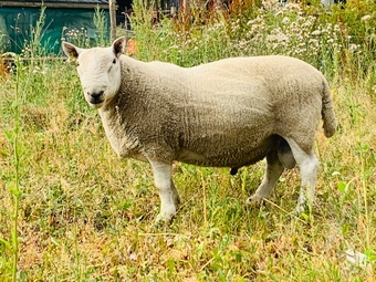 North country Cheviot NCC tup park type