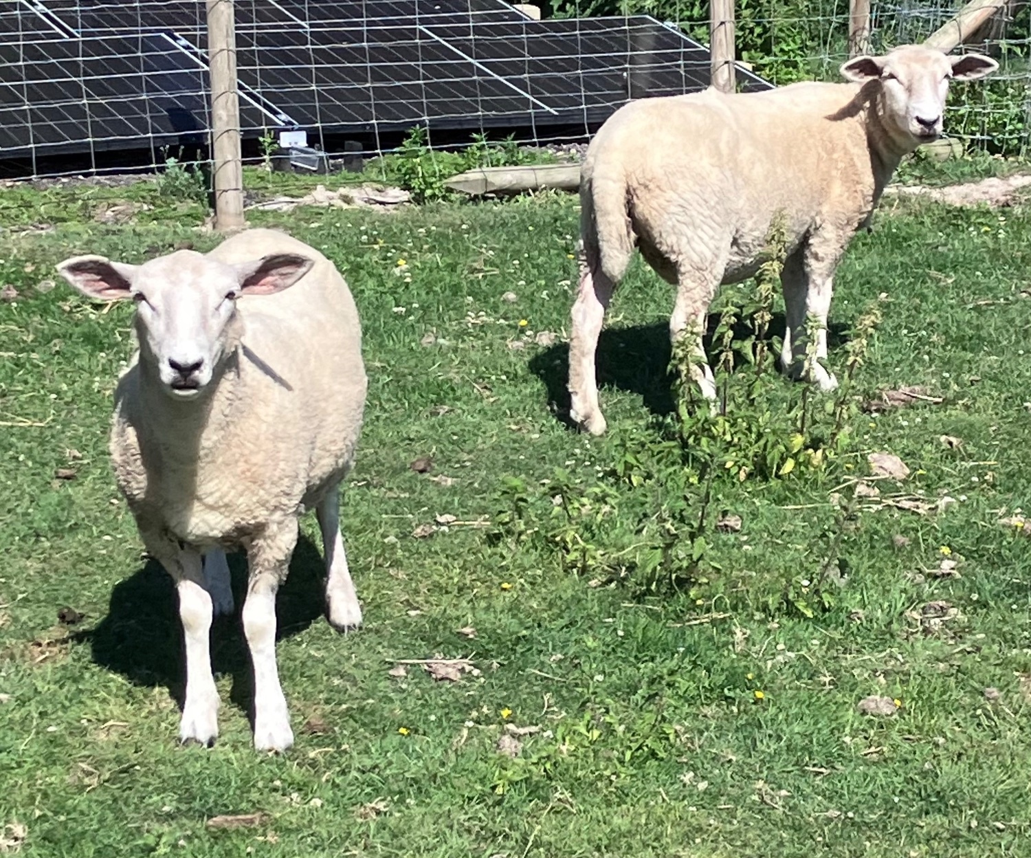  Romney Breeding Ewes