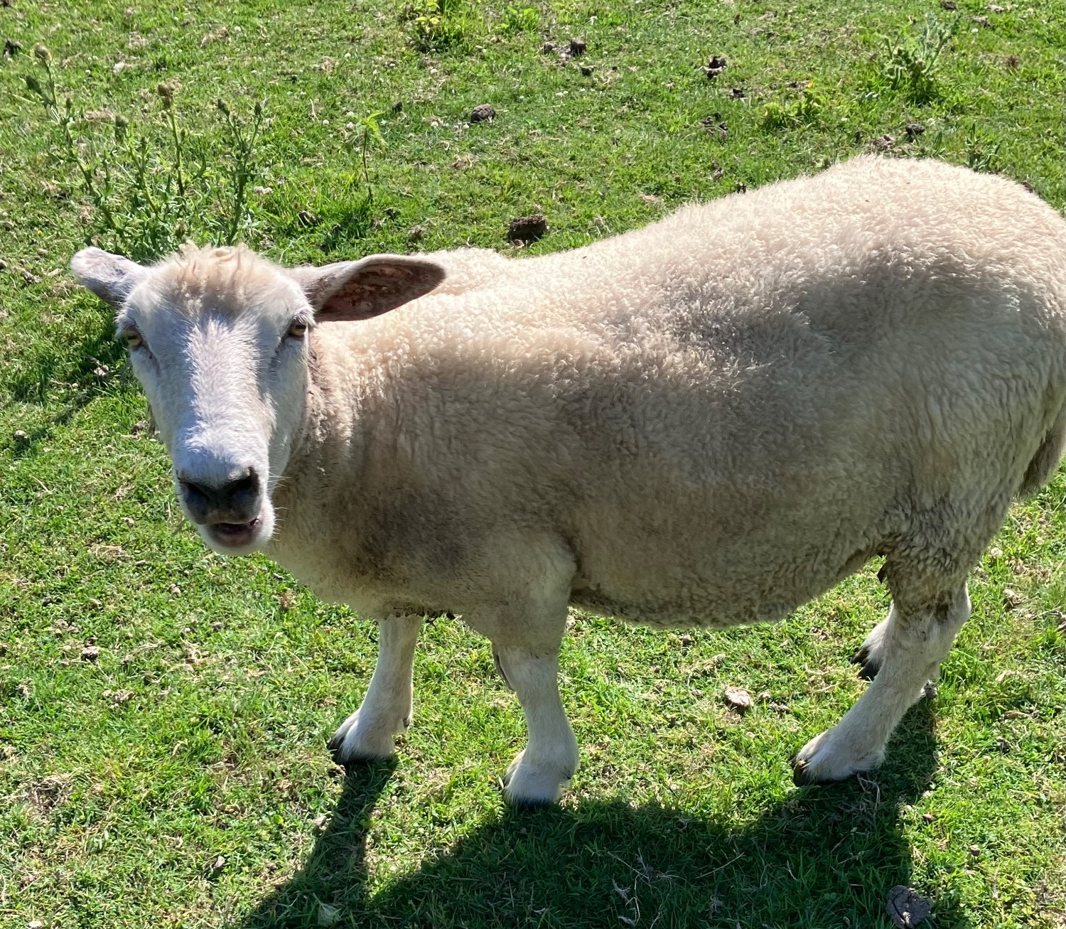 Romney Breeding Ewes - {CATEGORY}