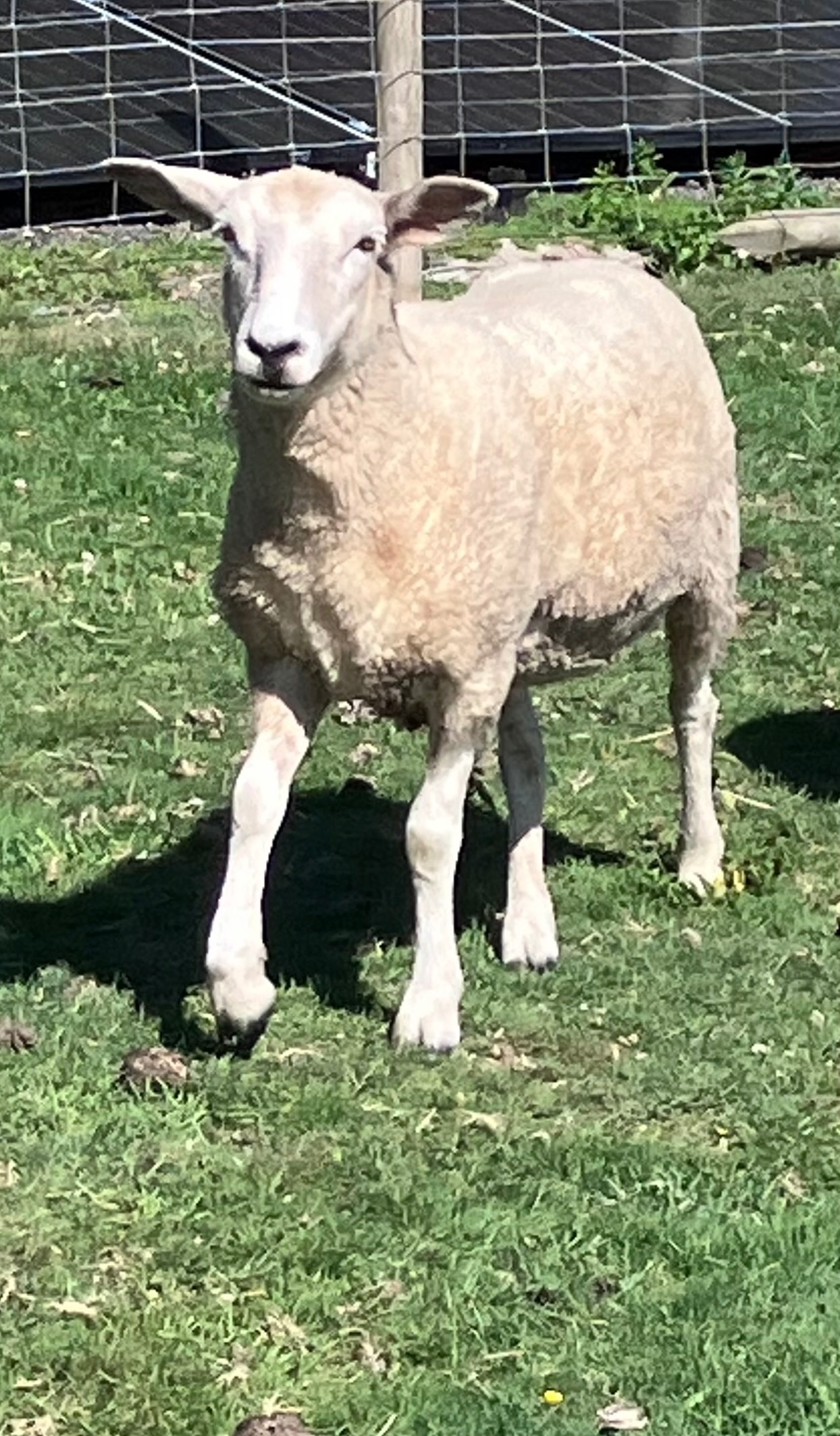 Romney Breeding Ewes - {CATEGORY}