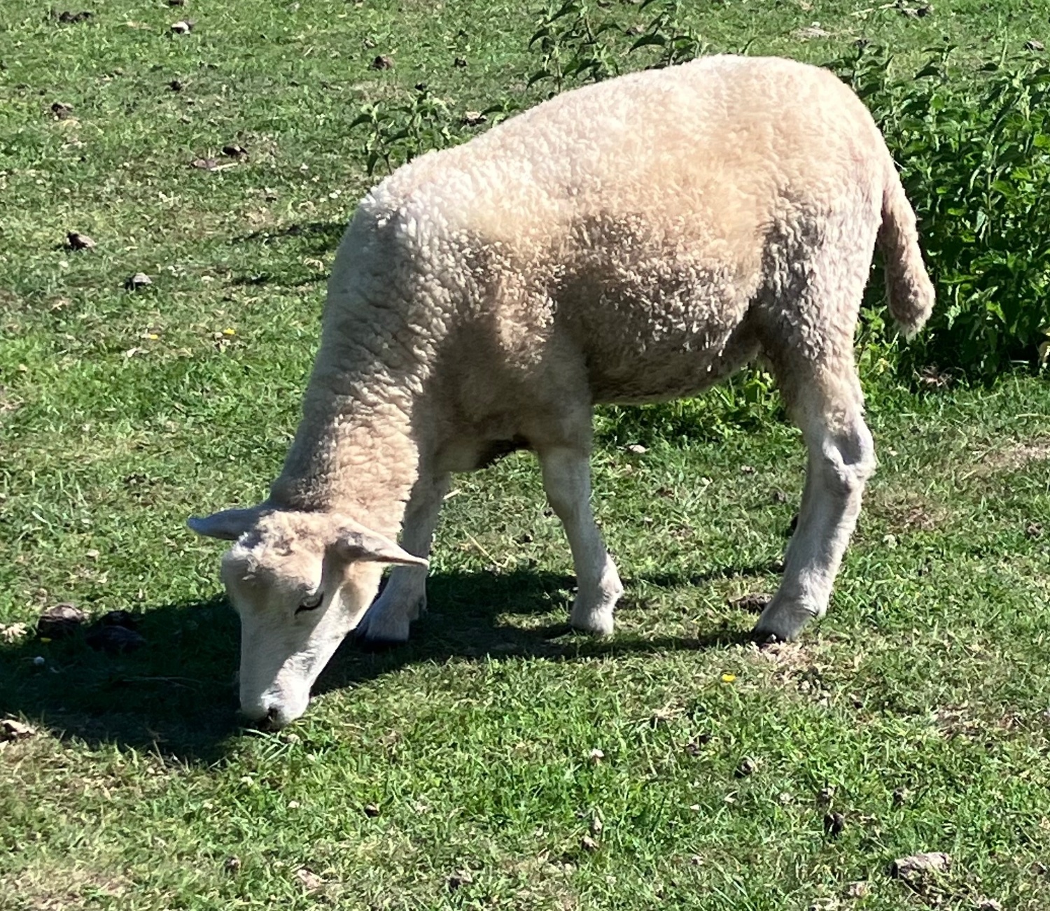 Romney Breeding Ewes 