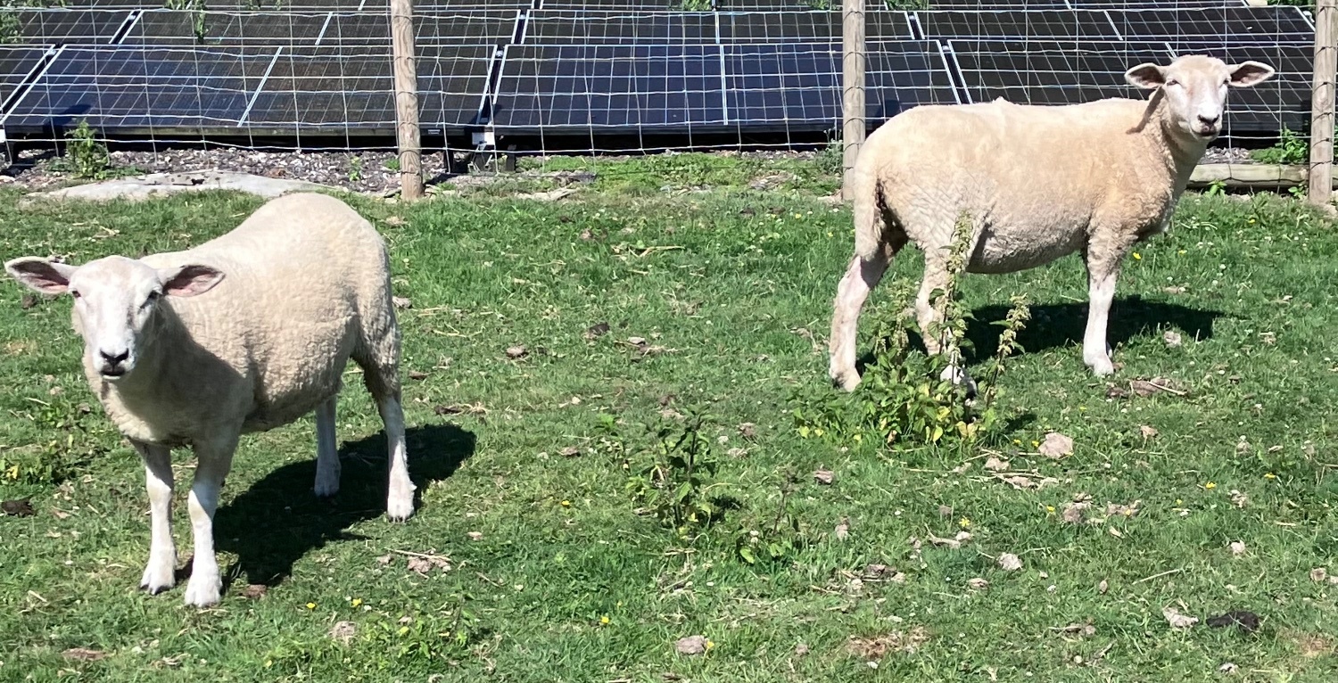 {CATEGORY} - Romney Breeding Ewes