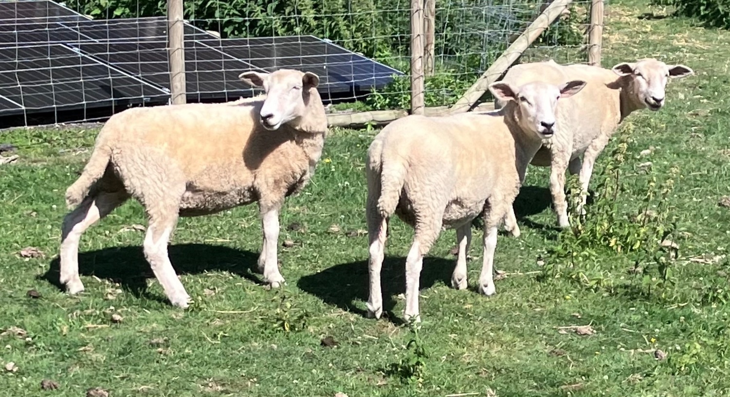{CATEGORY} - Romney Breeding Ewes