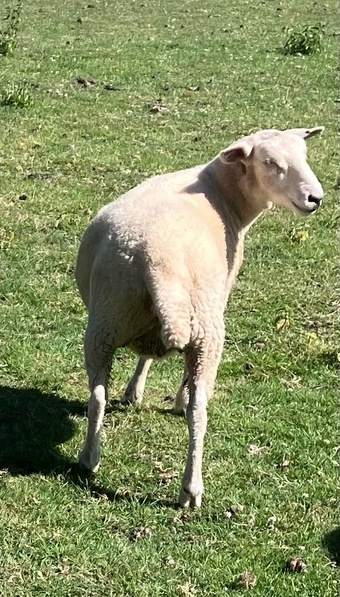 Romney Breeding Ewes