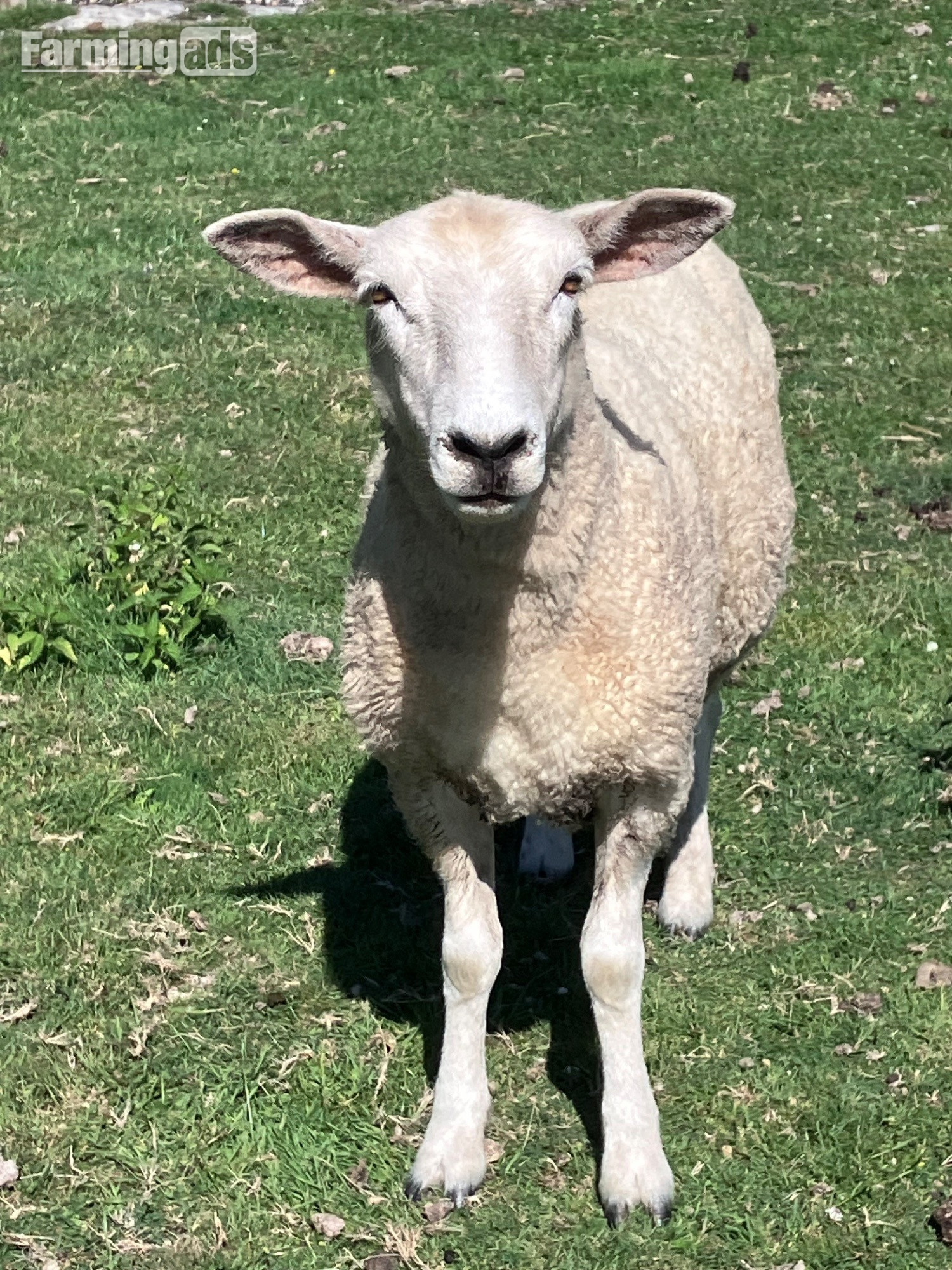 Romney Breeding Ewes