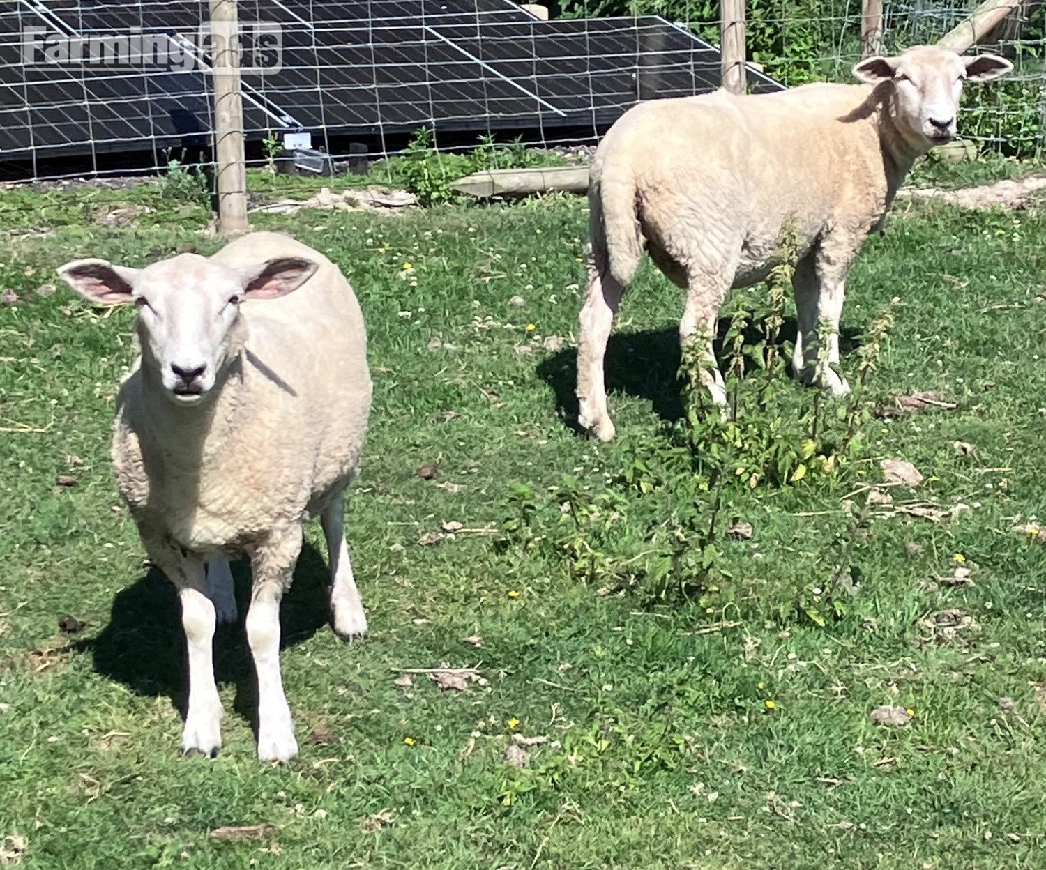  Romney Breeding Ewes