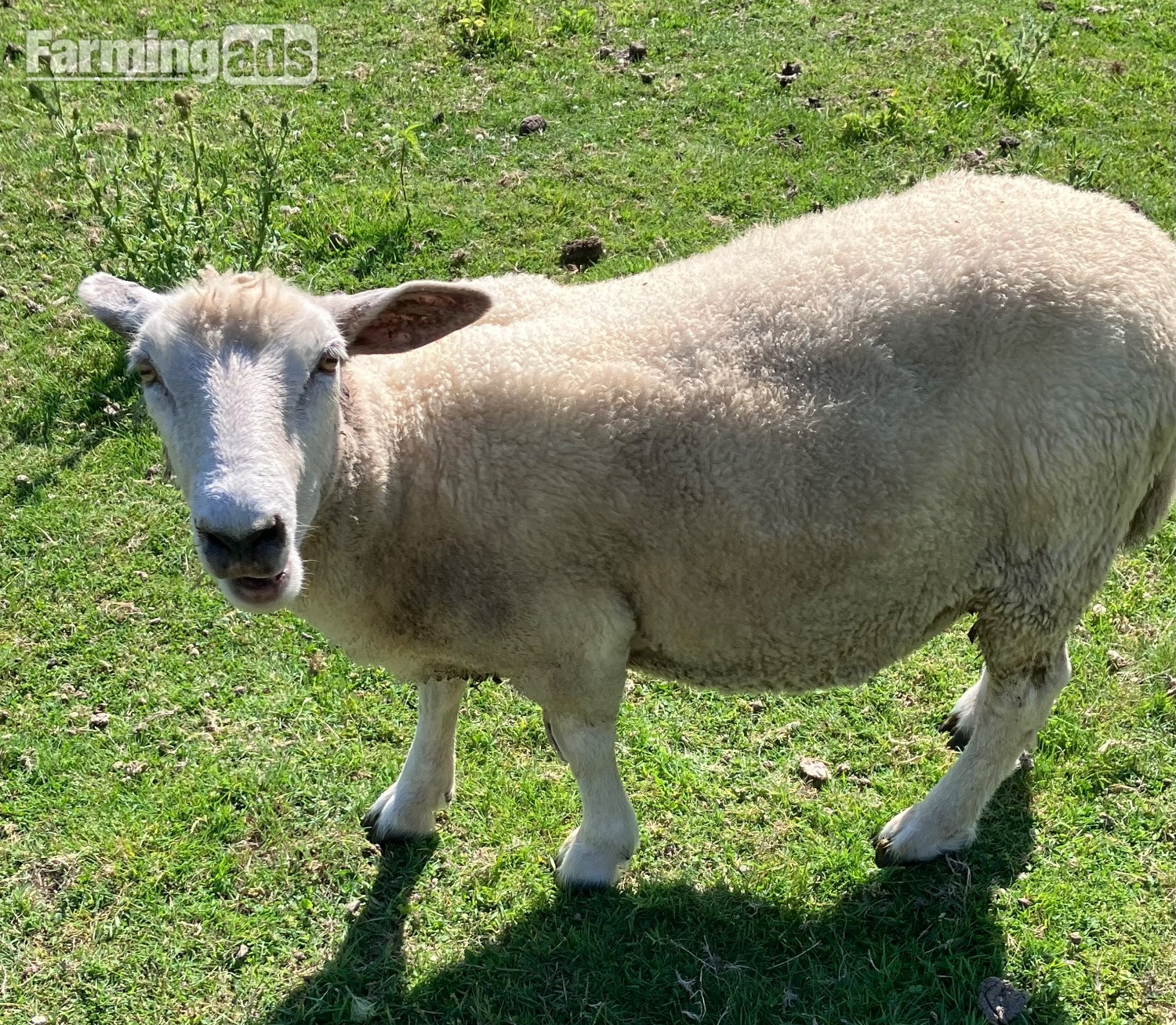 Romney Breeding Ewes - {CATEGORY}