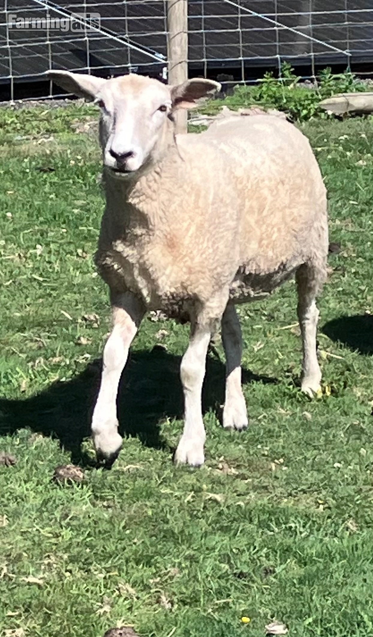 Romney Breeding Ewes - {CATEGORY}