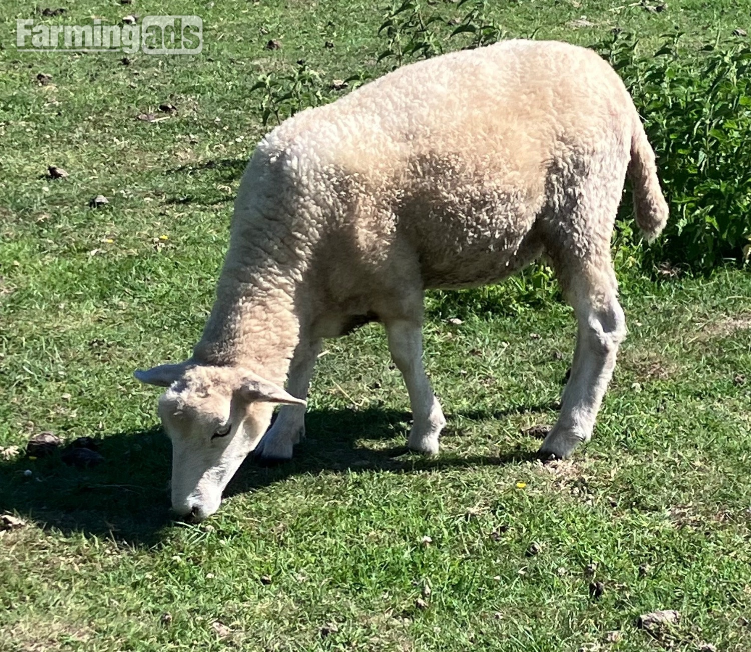 Romney Breeding Ewes 