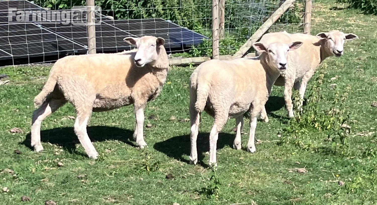 {CATEGORY} - Romney Breeding Ewes