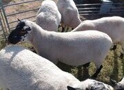Beulah Speckled Face Rams