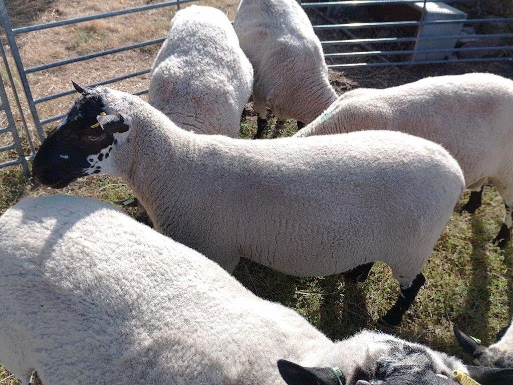 Beulah Speckled Face Rams