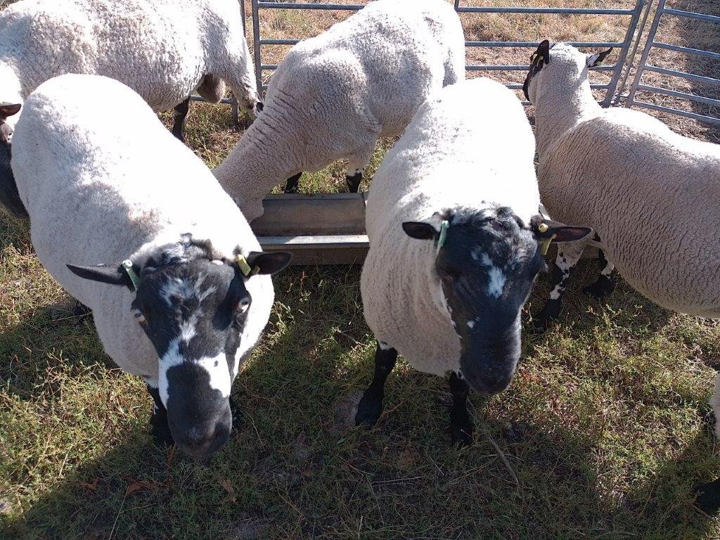Beulah Speckled Face Rams